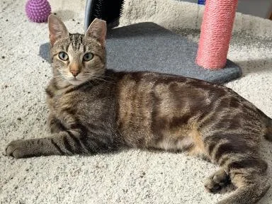 A young medium-sized female Tabby (Brown / Chocolate) Tabby cat named Smores for adoption in Wyandotte, MI