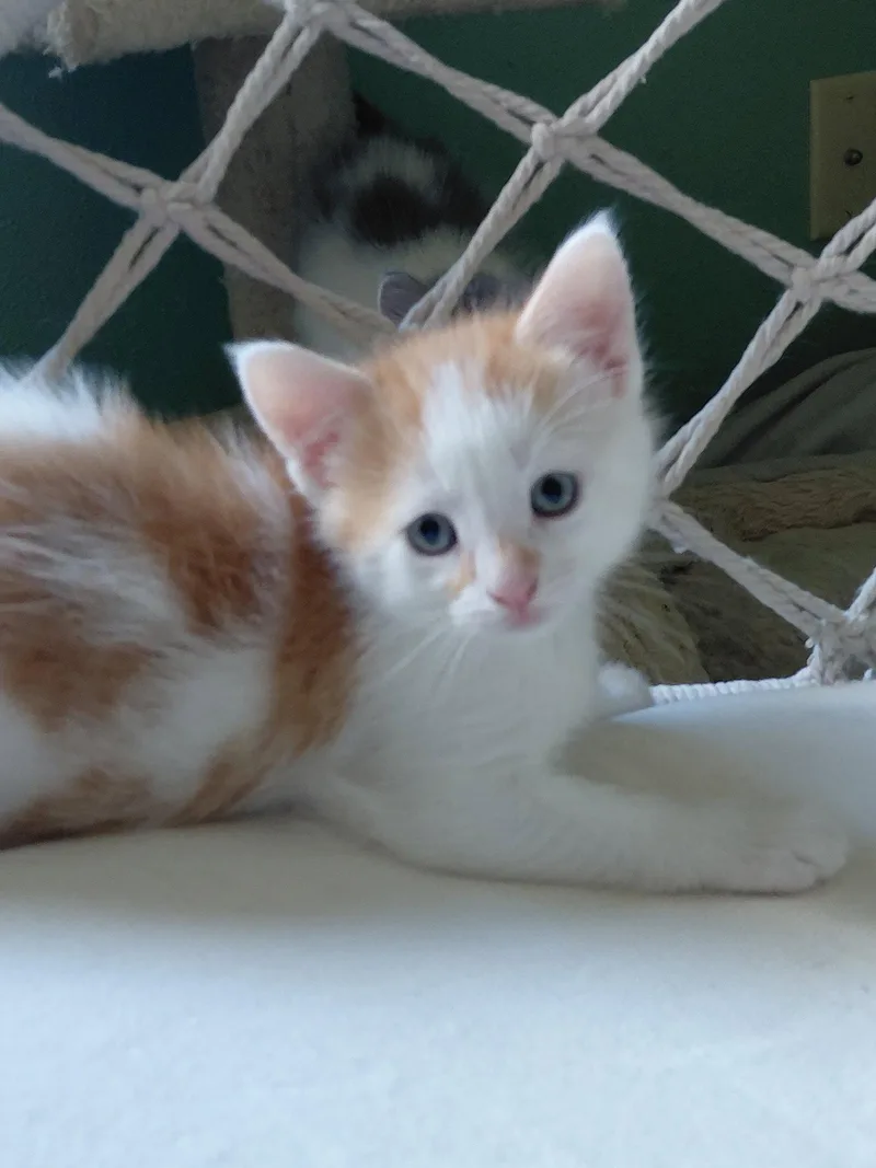 A baby medium-sized male Orange & White Domestic Short Hair cat named Shiitake for adoption in Montello, WI