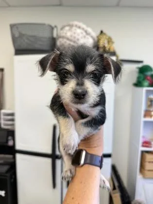 A baby small-sized male Maltese dog named Chris P Bacon for adoption in Sacramento, CA