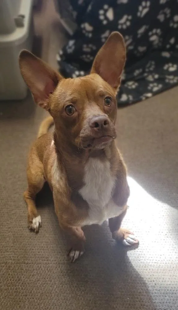 A young small-sized male Tricolor (Brown, Black, & White) Chihuahua dog named Chocolate for adoption in Cortez, CO