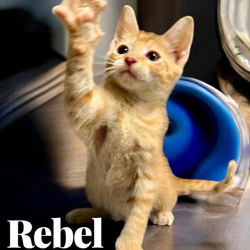 A baby small-sized male Orange / Red American Shorthair cat named Rebel for adoption in League City, TX