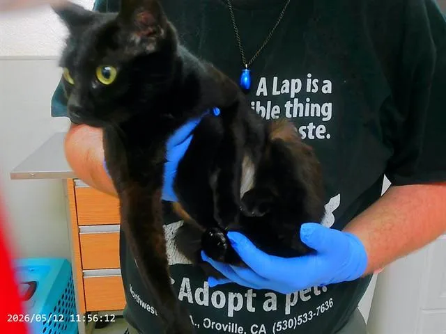 A young small-sized female Domestic Short Hair cat named Salem for adoption in Oroville, CA