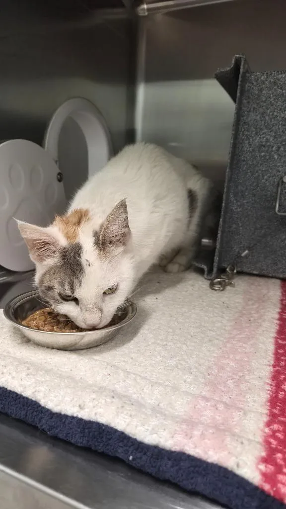 A young small-sized female Domestic Short Hair cat named Shasta for adoption in Athens, TN