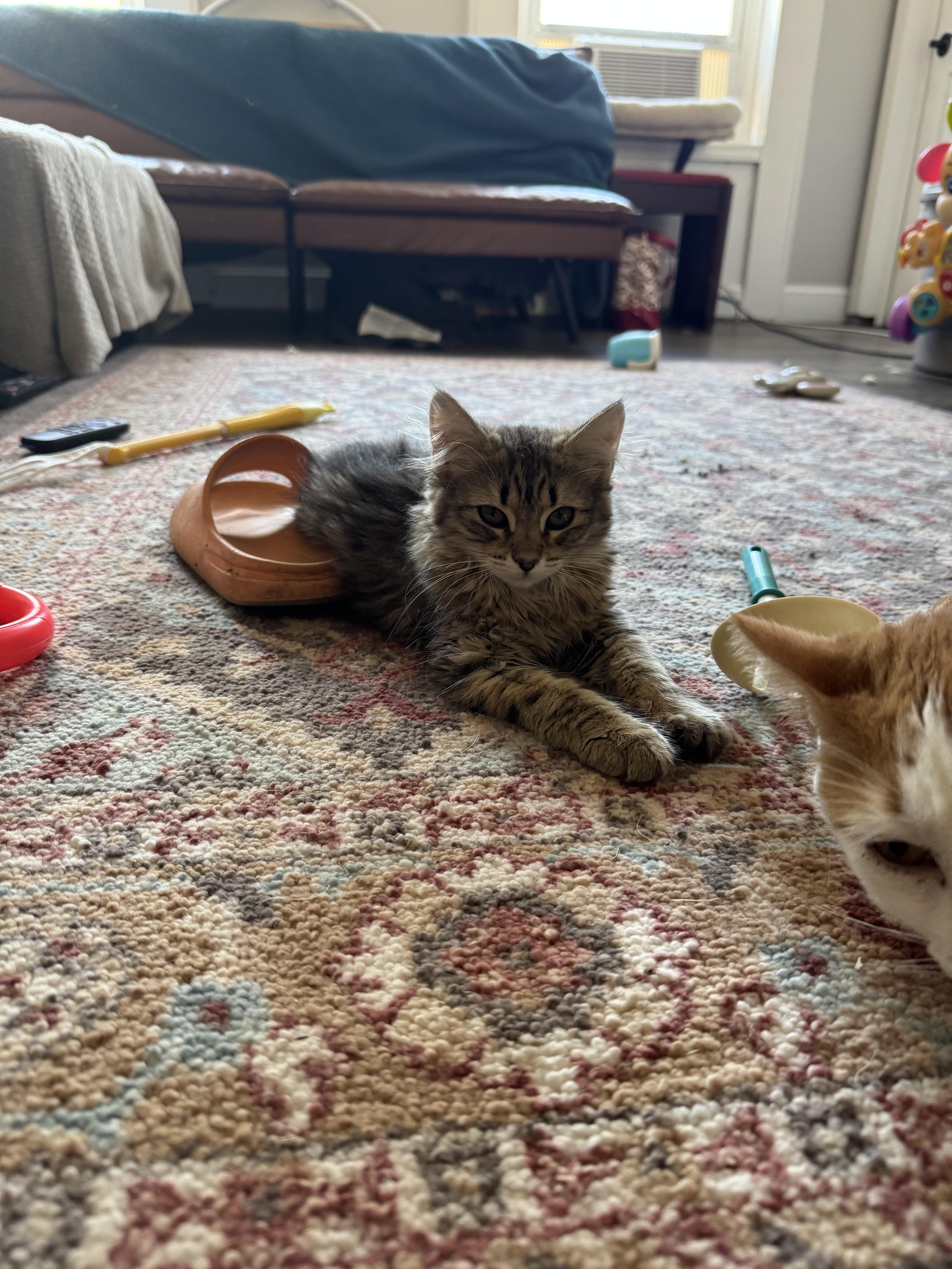 Cherry And Whisp thumbnail 2