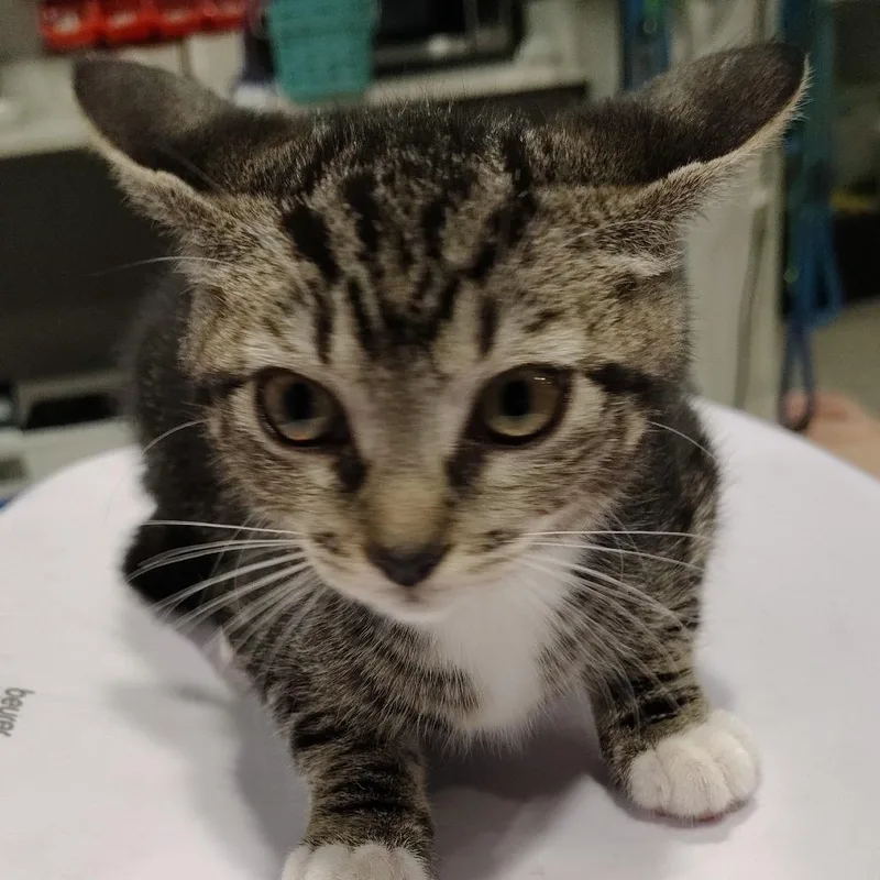 A baby small-sized female Gray / Blue / Silver Domestic Short Hair cat named Lucky for adoption in Tampa, FL