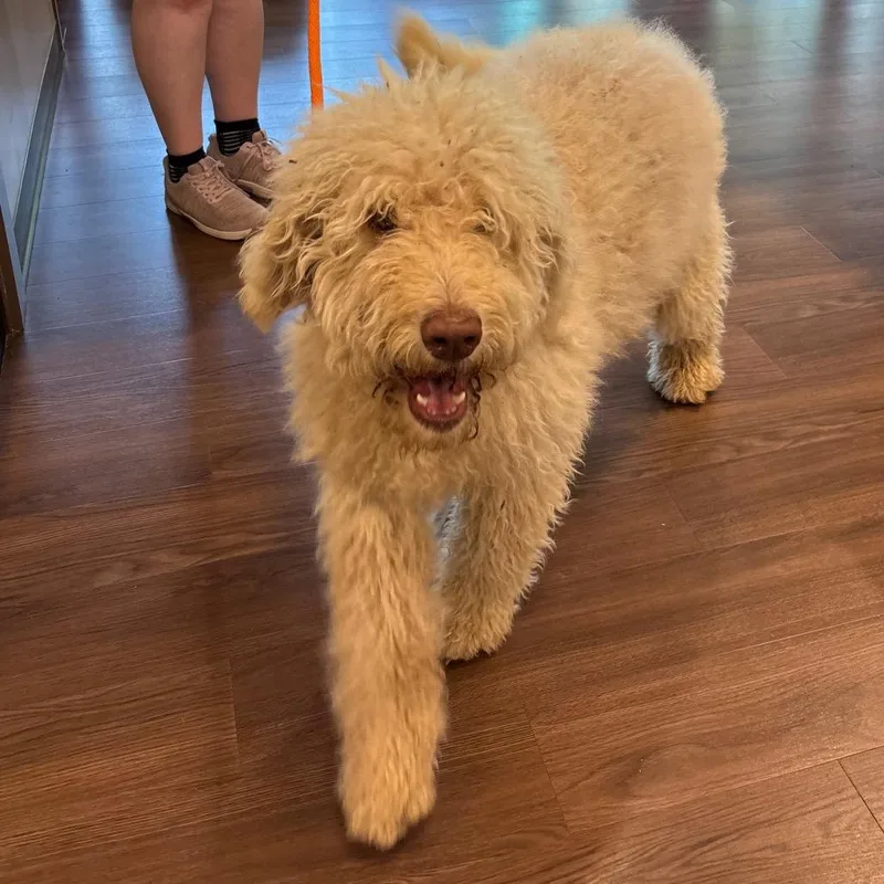A young medium-sized female White / Cream Standard Poodle dog named Tami for adoption in Nashville, IN