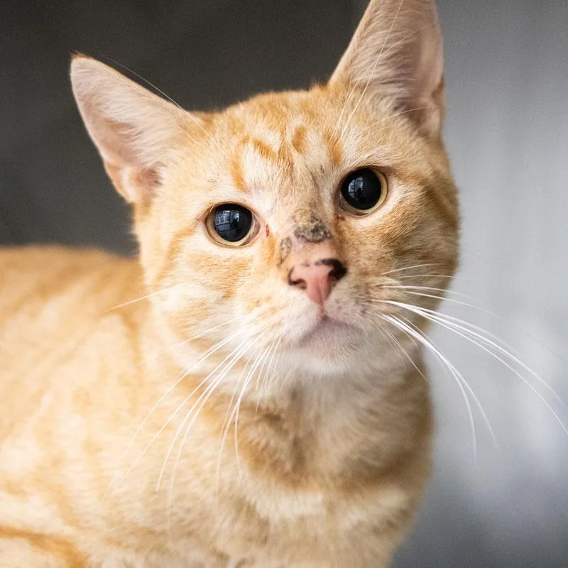 An adult medium-sized male Orange & White Domestic Short Hair cat named Gerry for adoption in Monroe, GA