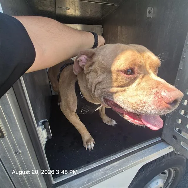 An adult medium-sized male American Staffordshire Terrier dog named King for adoption in San Antonio, TX