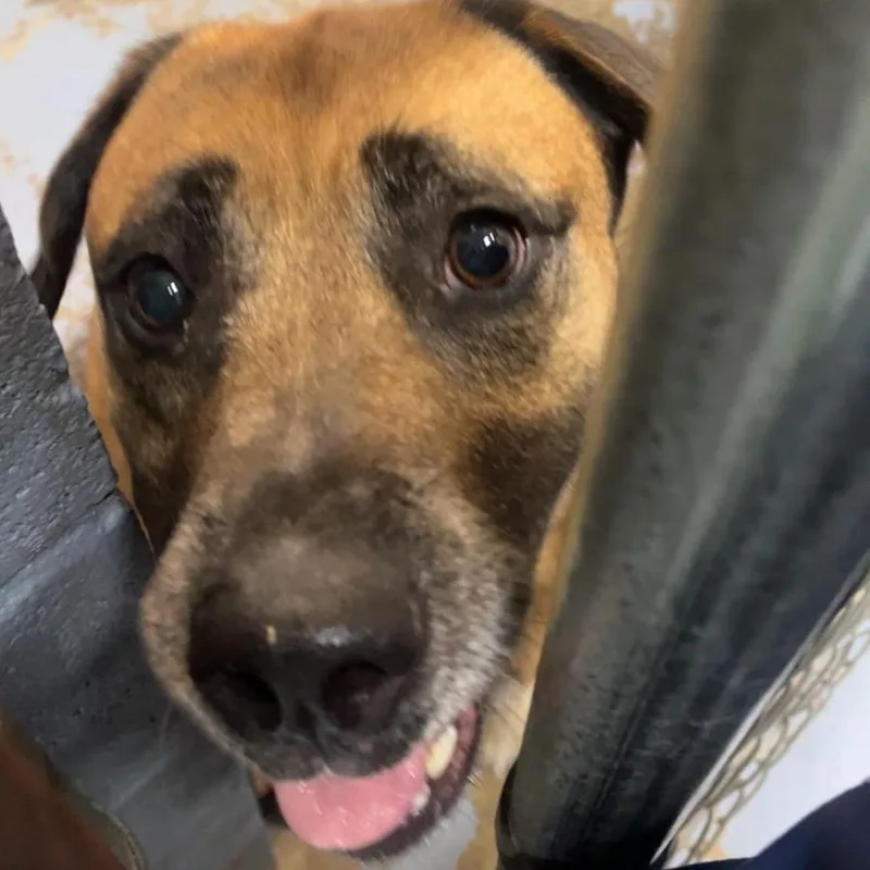 An adult medium-sized female Brown / Chocolate Mixed Breed dog named Ariel for adoption in Gadsden, AL