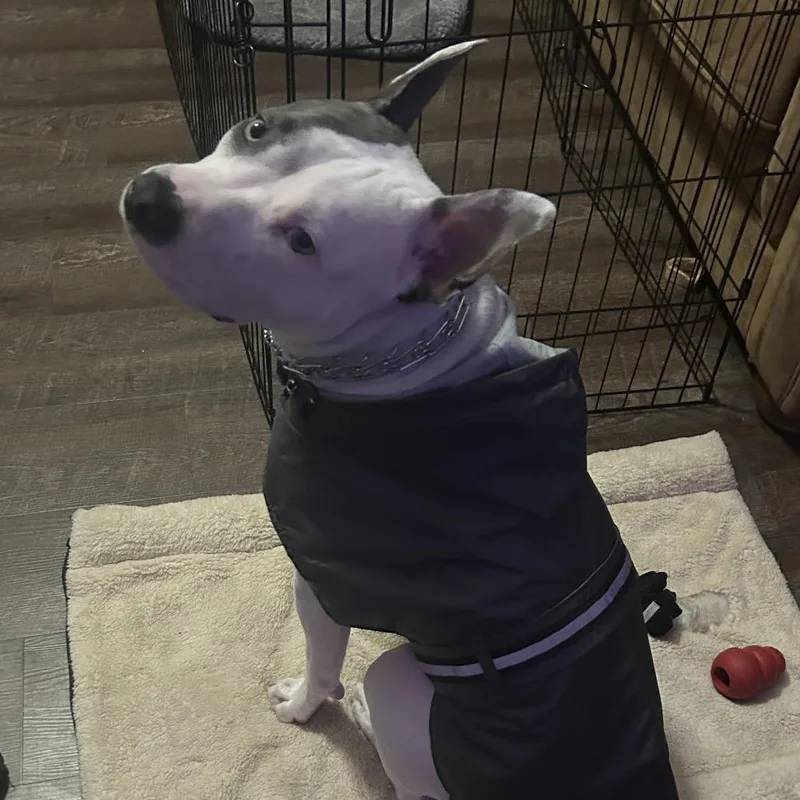 A young medium-sized female White / Cream Pit Bull Terrier dog named Atzi for adoption in Dallas, TX
