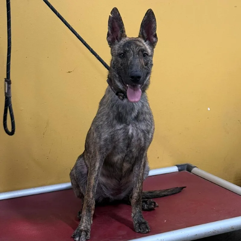 An adult small-sized female Brindle German Shepherd Dog dog named Betty for adoption in Ione, CA