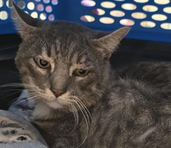 An adult large-sized male Domestic Short Hair cat named Forty for adoption in El Cajon, CA