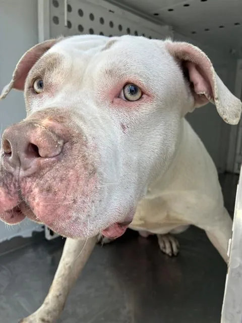 A young large-sized male American Bulldog dog named Cupcake for adoption in Stockton, CA