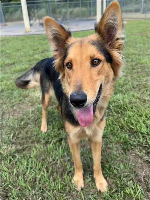 A young medium-sized female German Shepherd Dog dog named A for adoption in Conroe, TX