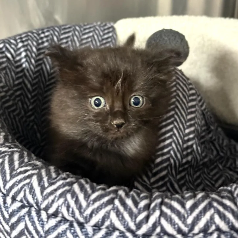 A baby small-sized female Black Domestic Long Hair cat named Apple for adoption in Pauls Valley, OK