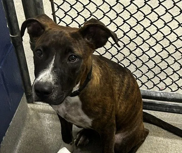 A young medium-sized male Plott Hound dog named Rocco mo for adoption in Sterling, MA