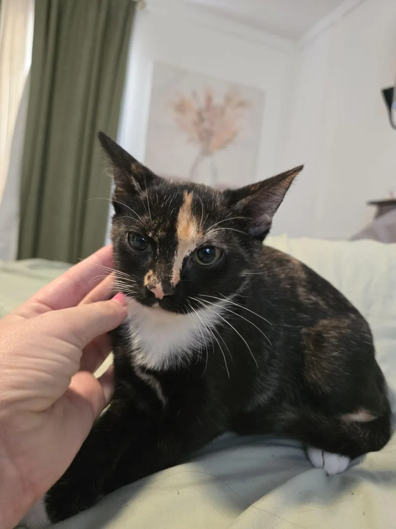 Josie thumbnail 3