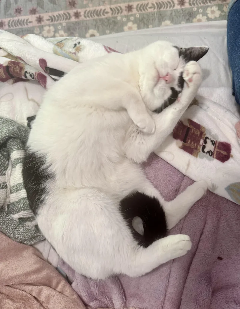 Pocket & Posey thumbnail 3