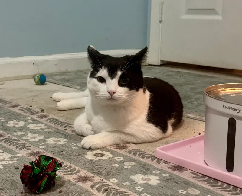 Pocket & Posey thumbnail 4