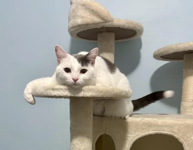 Pocket & Posey thumbnail 5