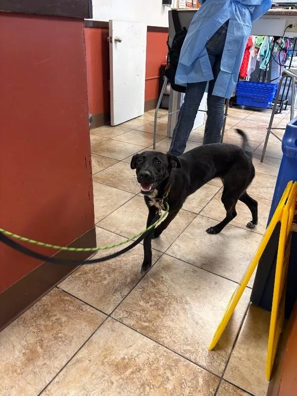 A young medium-sized female Black Mixed Breed dog named Brownie Sundae for adoption in Cincinnati, OH