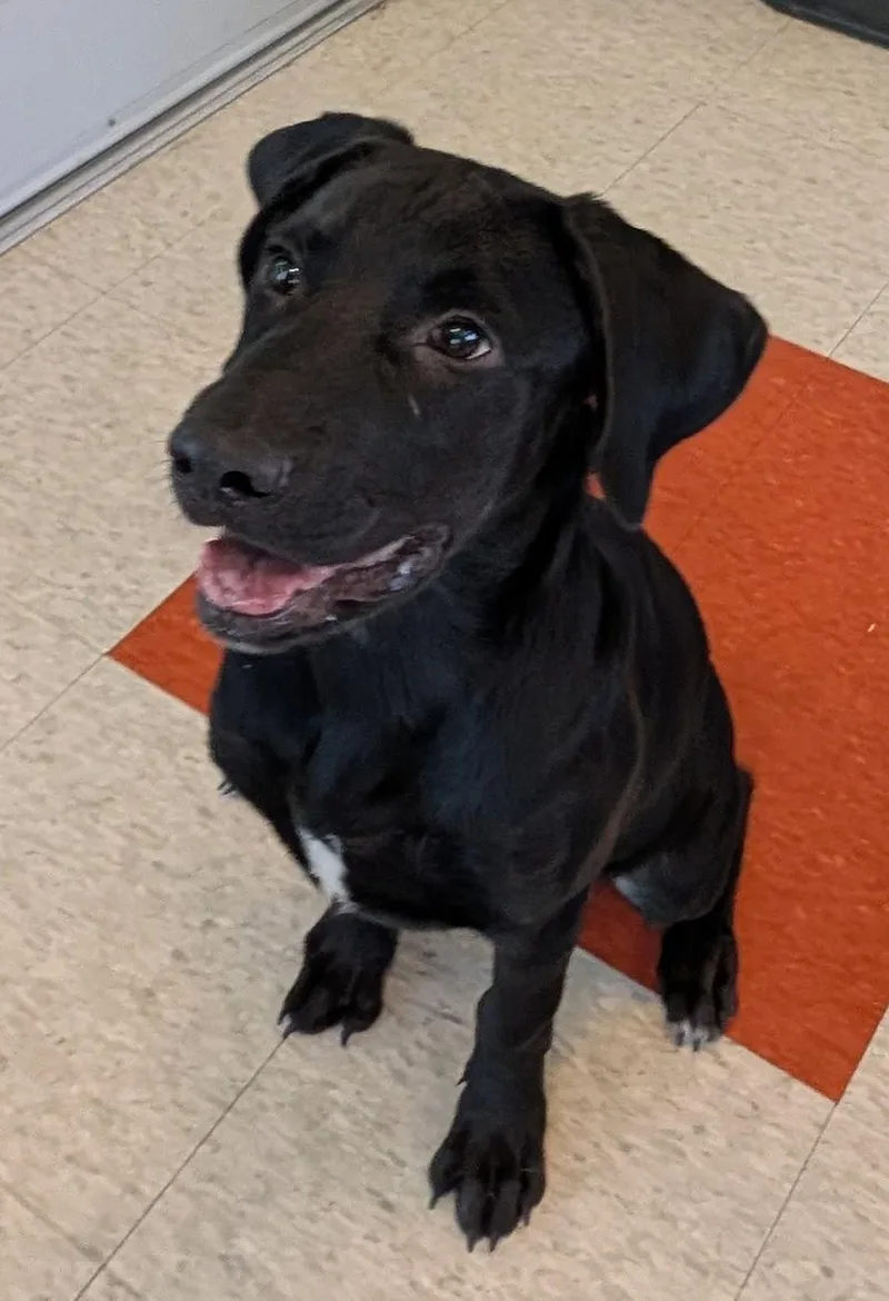 A baby large-sized male Labrador Retriever dog named Pele A for adoption in Plano, TX