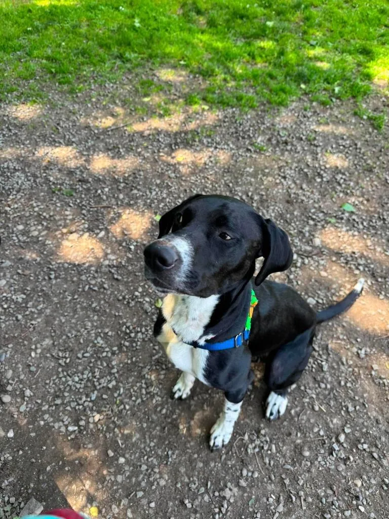 A young large-sized male German Shorthaired Pointer dog named Goose for adoption in Coupeville, WA