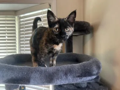 A baby medium-sized female Tortoiseshell Domestic Short Hair cat named Oaklee for adoption in Mokena, IL