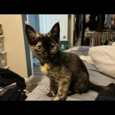 Oaklee thumbnail 2