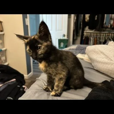 Oaklee thumbnail 3