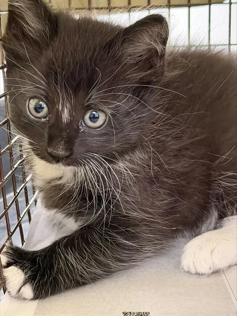A baby small-sized female Domestic Short Hair cat named Luna for adoption in Fort Lauderdale, FL