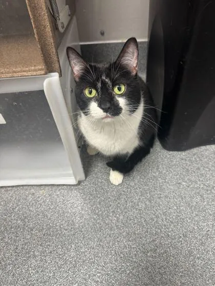A senior small-sized female Domestic Short Hair cat named Sassy for adoption in Sevierville, TN