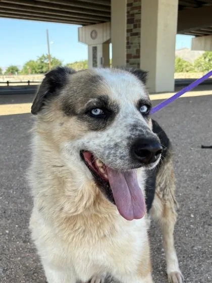 An adult large-sized female German Shepherd Dog dog named Pasadena for adoption in El Paso, TX