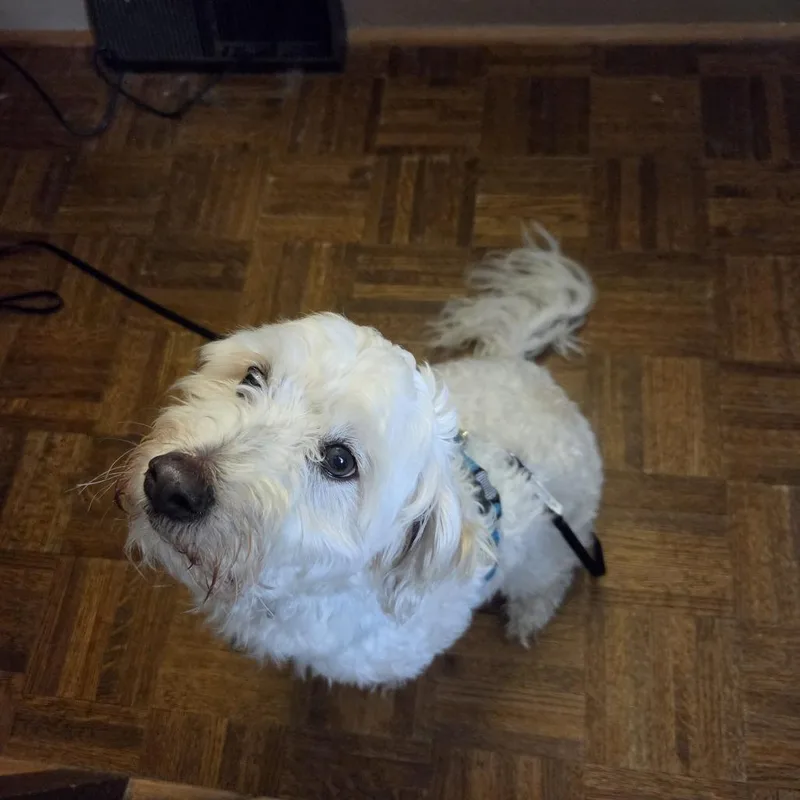 A senior small-sized male White / Cream Standard Poodle dog named Toby D for adoption in Princeton, MN
