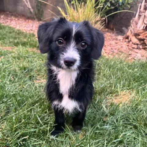 An adult small-sized male Black Wirehaired Dachshund dog named Oreo for adoption in North Las Vegas, NV