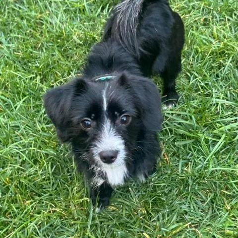 Oreo thumbnail 3
