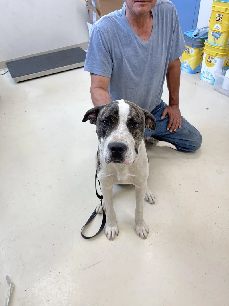 A young large-sized male Pit Bull Terrier dog named Bullet for adoption in Webster, WI