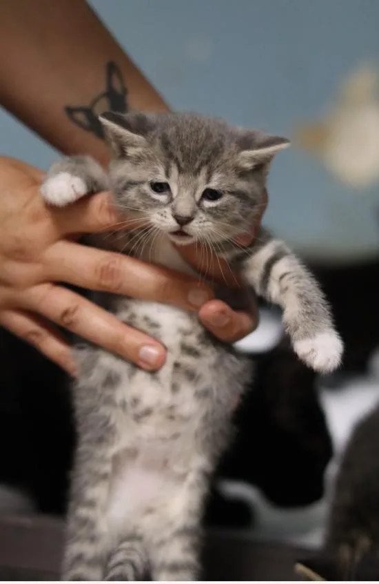 A baby medium-sized female Domestic Short Hair cat named Lydia for adoption in Chicago, IL