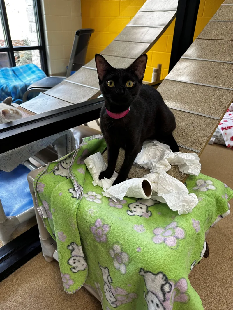 A young small-sized female Black Domestic Short Hair cat named Jazzy for adoption in Lake Dallas, TX