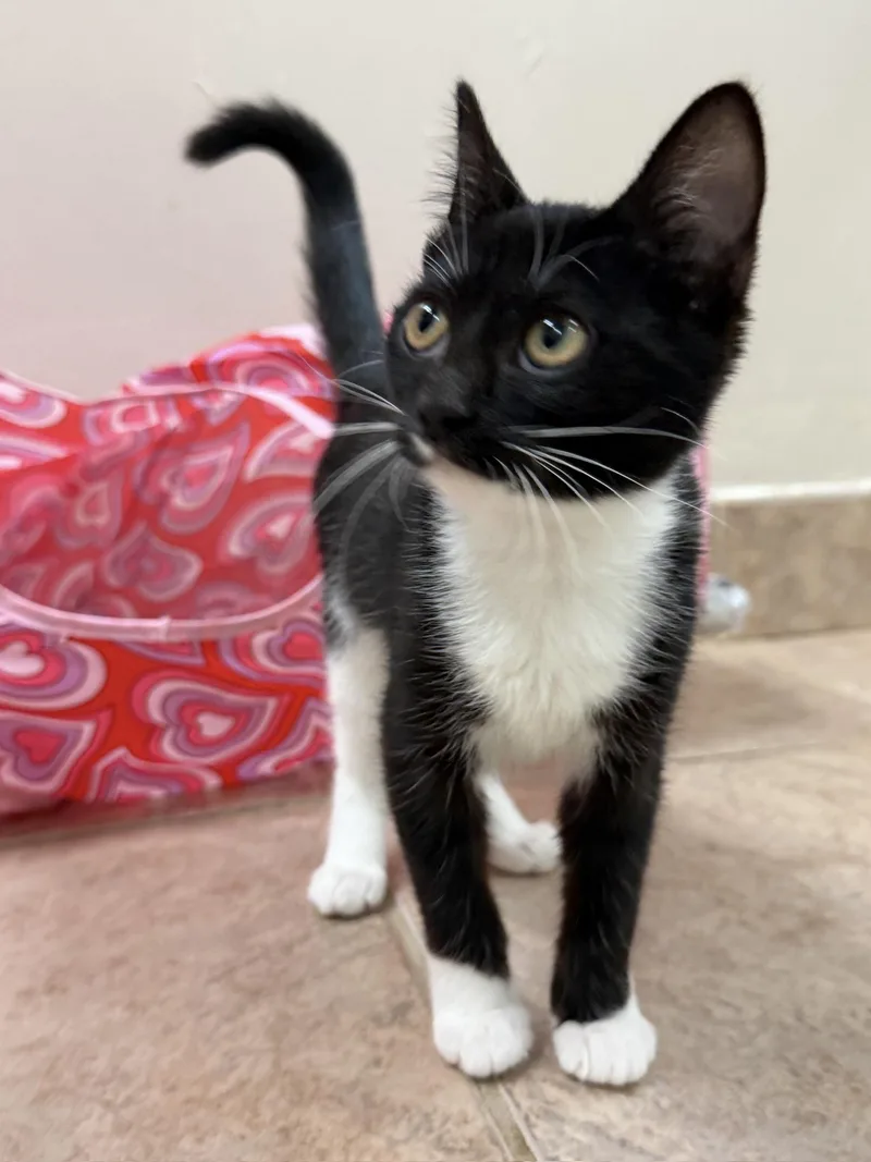 A baby medium-sized female Black Domestic Short Hair cat named Mango for adoption in Calera, AL
