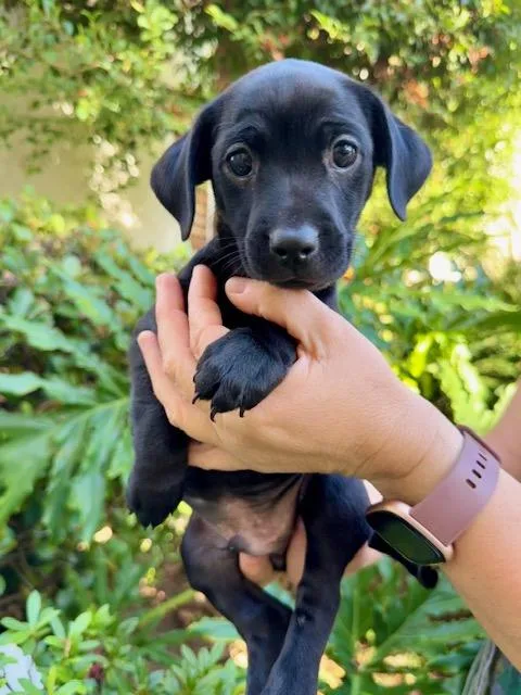 A baby small-sized male Chihuahua dog named Apple for adoption in Los Angeles, CA