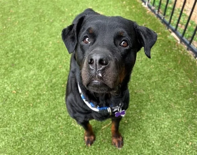 An adult large-sized female Rottweiler dog named Rosie for adoption in Saint Louis, MO