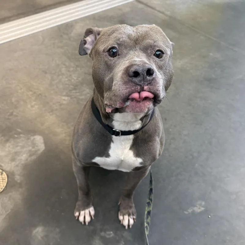 Blueberry Jam thumbnail 2