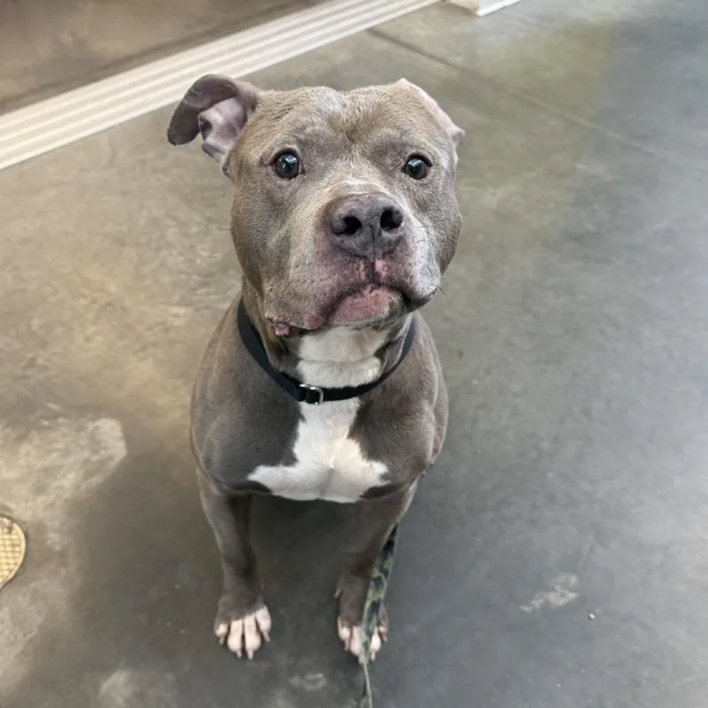 Blueberry Jam thumbnail 3