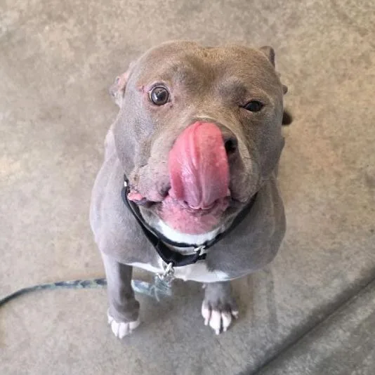 Blueberry Jam thumbnail 4