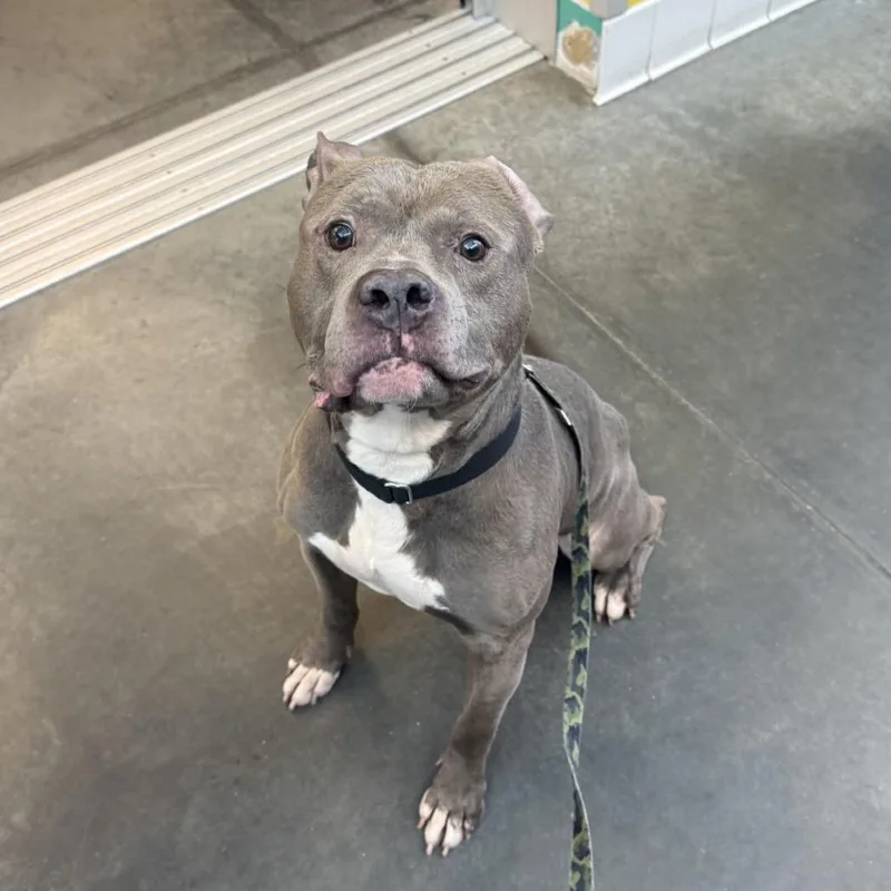 Blueberry Jam thumbnail 5