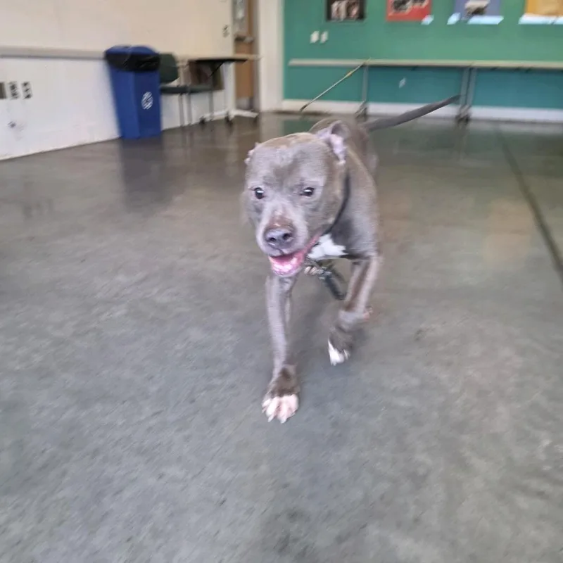 Blueberry Jam thumbnail 6