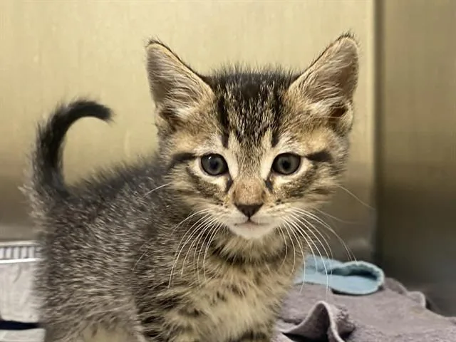 A baby small-sized male Domestic Short Hair cat named Shay for adoption in Tustin, CA