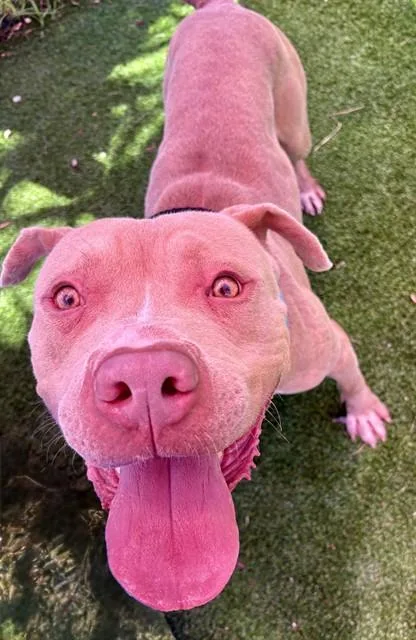An adult large-sized male Mixed Breed dog named Teal for adoption in Jacksonville, FL