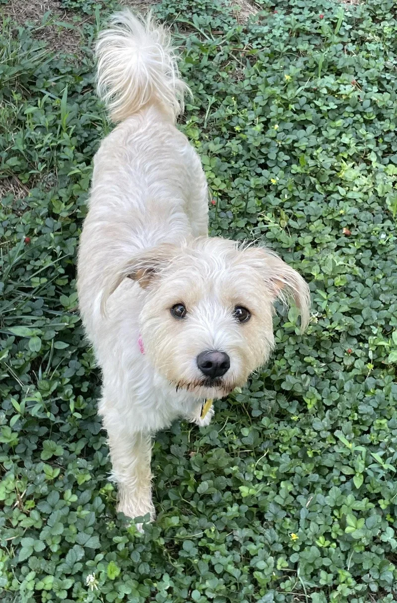 An adult small-sized female Terrier dog named Milli for adoption in Pittsboro, NC